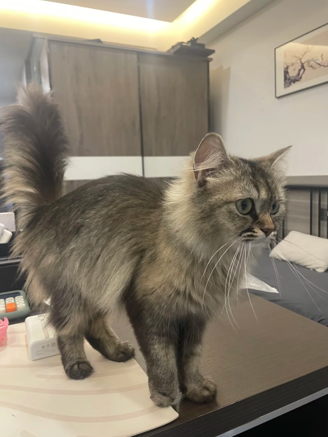 A 7-14 day guide for cats to adapt to their new home
