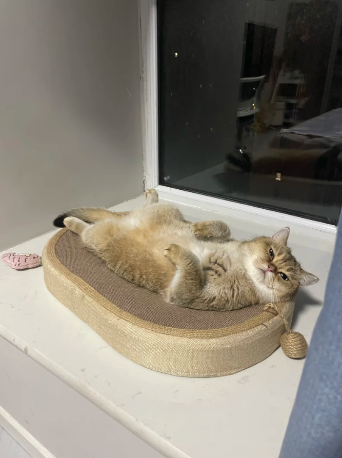 What should I do if my pet is under too much pressure? ——Several methods for creating a comfortable home environment