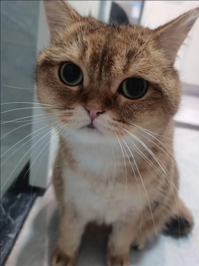 How to Train a cat (For Beginners)