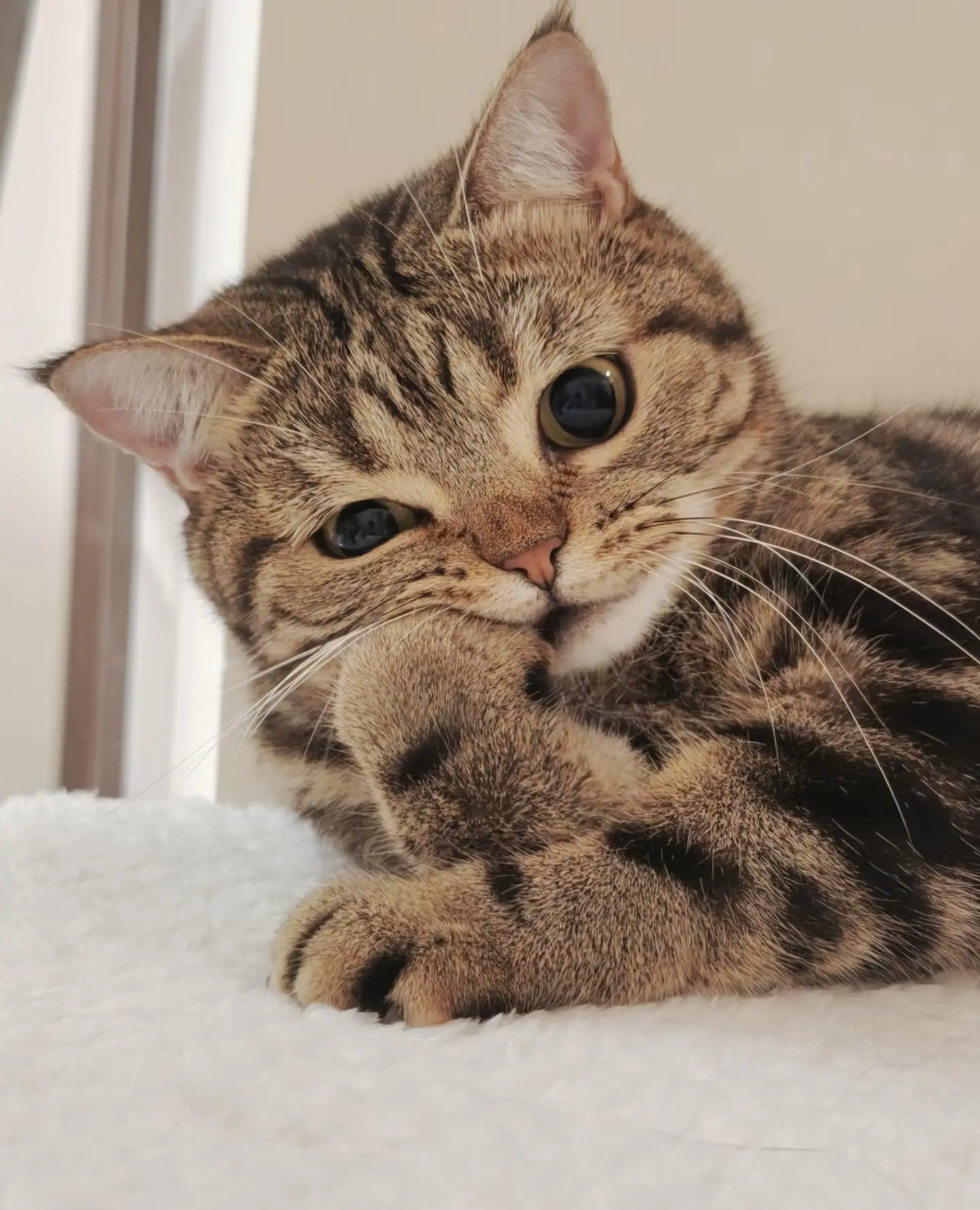 Cat Weight and Body Management Guide, Protecting the Long term Health of Cats