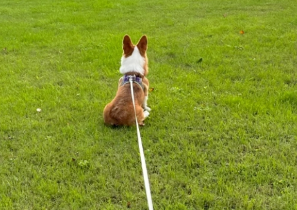 Summer Dog Walking Guide